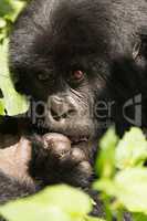 Close-up of baby gorilla biting a finger