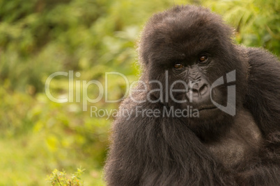 Gorilla in forest looks mournfully into distance