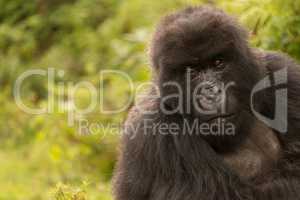 Gorilla in forest looks mournfully into distance