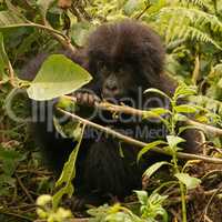 Baby gorilla looks up from chewing branch