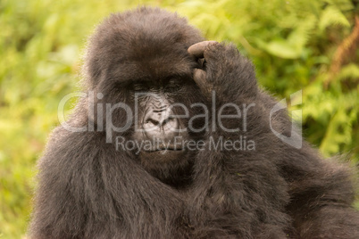 Gorilla scratches its head with eyes closed