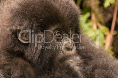 Close-up of baby gorilla staring in forest