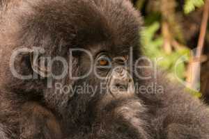 Close-up of baby gorilla staring in forest