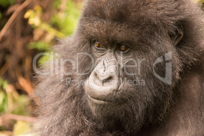 Close-up of gorilla in forest staring thoughtfully