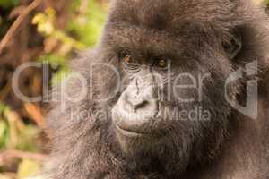 Close-up of gorilla in forest staring thoughtfully