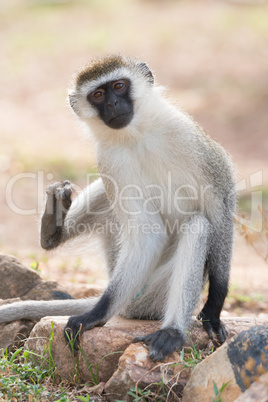Male vervet monkey about to scratch himself