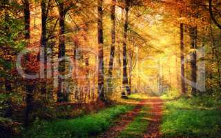 Autumn forest scenery with rays of warm light