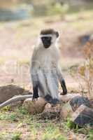 Male vervet monkey on rock in sunshine