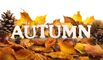 Autumn lettering on dry leaves, white copyspace