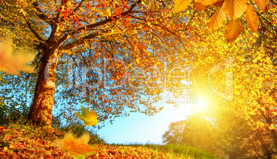 Golden autumn scenery with lots of sunshine