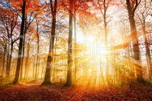 Beautiful autumn sunlight in a forest