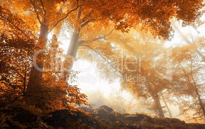 Trees in a scenic misty forest in autumn
