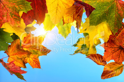 Colourful autumn leaves and the sun in the blue sky