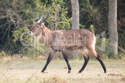 Male waterbuck with curved horns gallops past