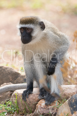 Vervet monkey sitting on rock in sunshine