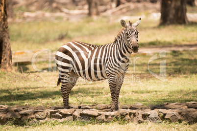 Zebra standing on path looking at camera