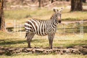 Zebra standing on path looking at camera