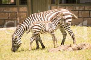 Mother and baby zebra side-by-side on grass