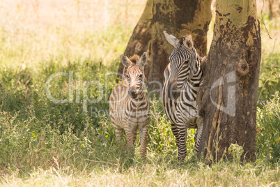 Mother and baby zebra side-by-side in shade