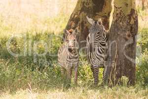 Mother and baby zebra side-by-side in shade