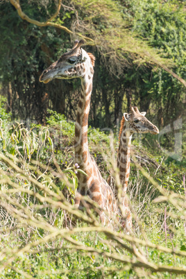Two Masai giraffe looking in different directions