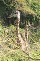 Two Masai giraffe looking in different directions