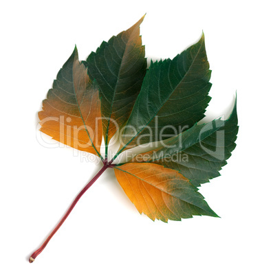 Multicolor autumnal virginia creeper leaf