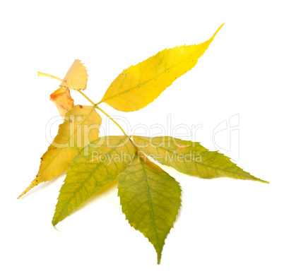Yellowed autumn ash-tree leaves