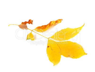 Dry yellow ash-tree leaves