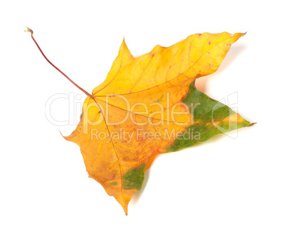 Autumn multicolor maple-leaf