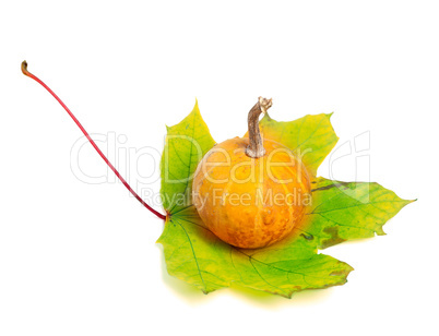 Small decorative pumpkin on yellowed maple-leaf