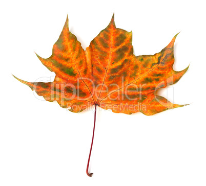 Autumnal multicolor maple-leaf