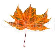 Autumnal multicolor maple-leaf