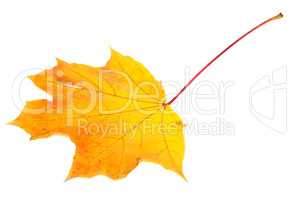 Orange autumn maple-leaf on white background