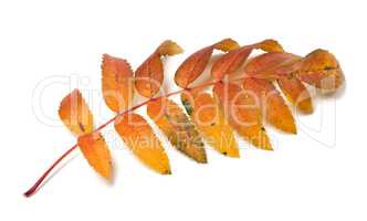 Autumn rowan leaf
