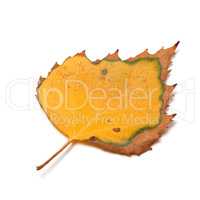 Dried autumn leaf of birch on white background