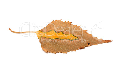 Dry yellowed autumn leaf of birch