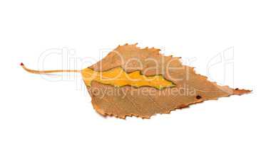 Dry yellowed autumn leaf of birch