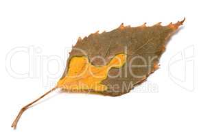 Multicolor autumn leaf of birch