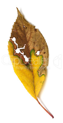 Dried autumn leaf with holes