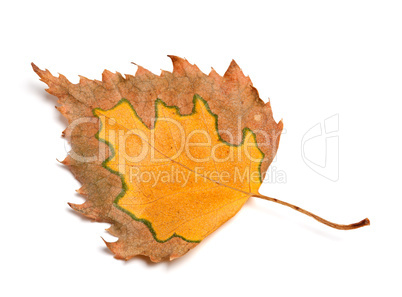 Autumn birch leaf isolated on white background