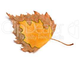Autumn birch leaf isolated on white background