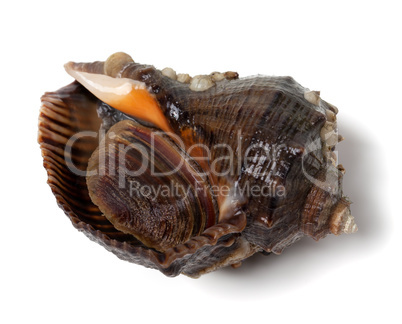 Veined rapa whelk on white background