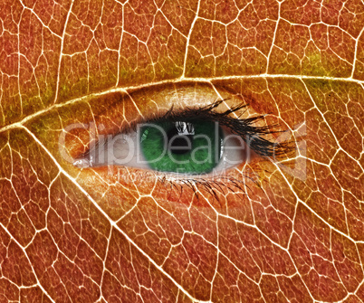 Green eye close up and leaf texture.