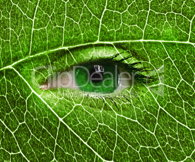 Green eye close up and leaf texture.