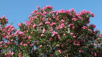 Hedge of oleander and cypress evergreen trees
