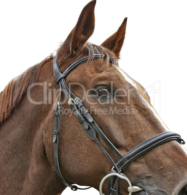 Close up head shot of a brown horse