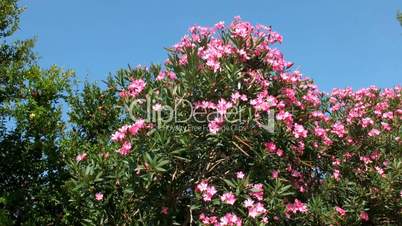 Hedge of oleander and cypress evergreen trees
