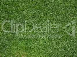 Green grass meadow background