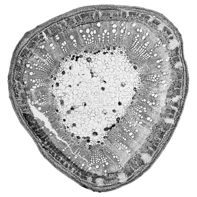 Black and white Cotton stem micrograph